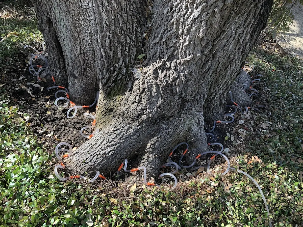 Detailed Tree Cabling and Bracing job site in Caballo