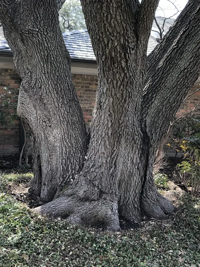 Mature heritage tree close to a Caballo property cared for by certified arborists
